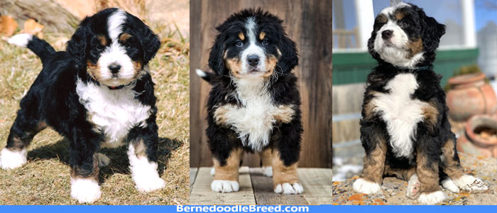 Are the Bernedoodle Good Dogs? Here is your Answer!