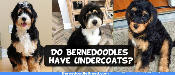 do Bernedoodles have undercoats