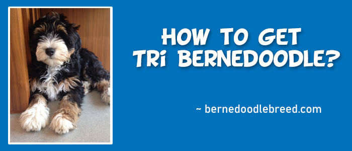 How to Get Tri Bernedoodle