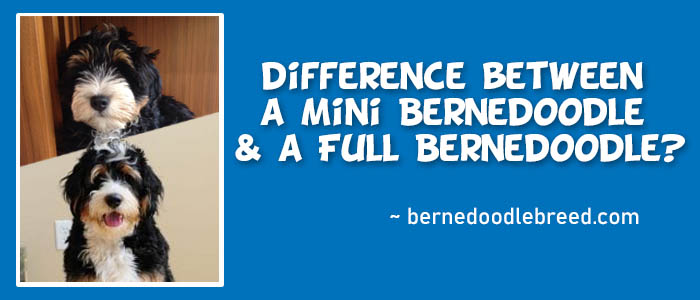 What is the difference between a Mini Bernedoodle and A Full Bernedoodle