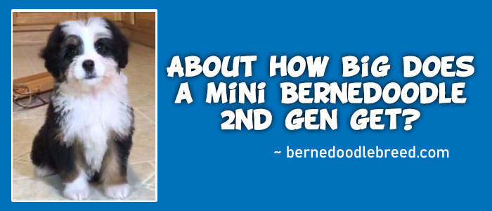 About how big does a mini Bernedoodle 2nd gen get? Detailed Answer
