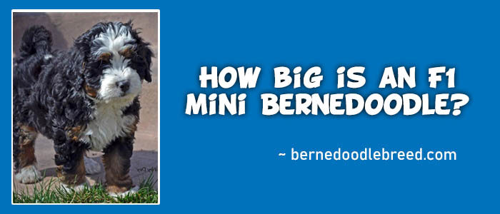 How big is an F1 mini Bernedoodle?