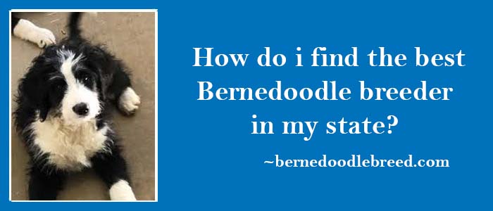 How do I find the best Bernedoodle breeder in my state? Challenging due to lot of new breeders