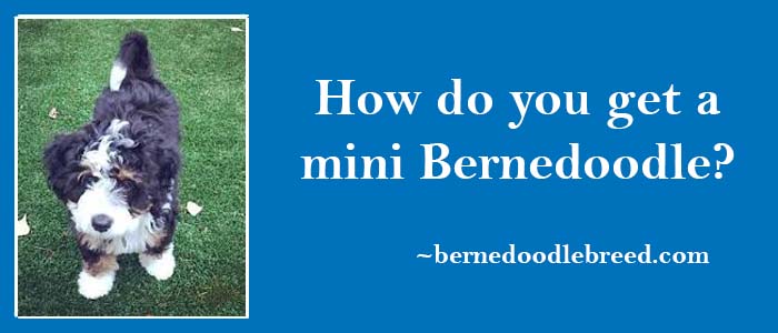 How do you get a mini Bernedoodle? F1, F1b, and F2 mini Bernedoodle