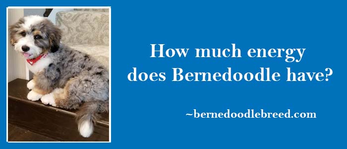 How much energy does a Bernedoodle have