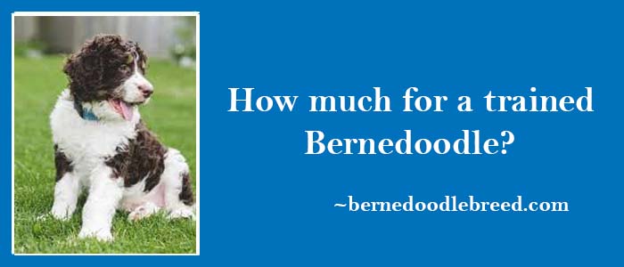 How Much I have to Pay for a trained Bernedoodle? Little expensive as compared to normal Bernedoodles