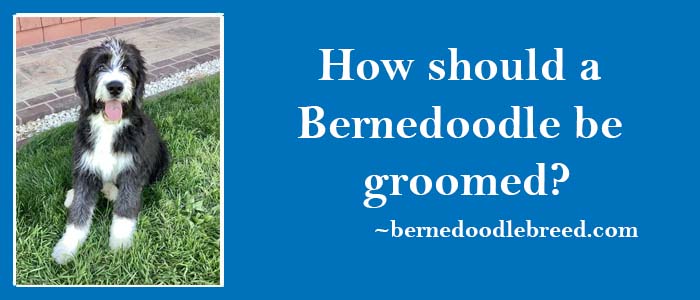 How should a Bernedoodle be groomed