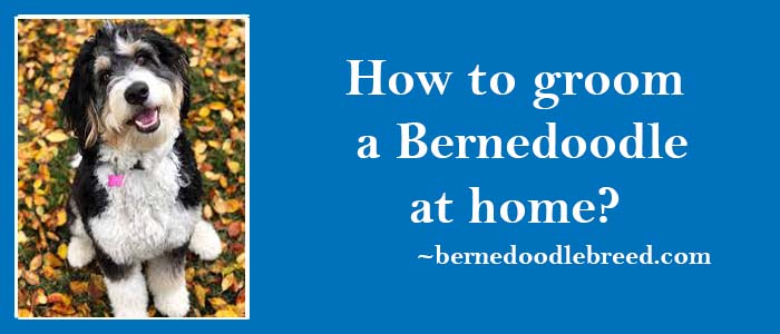 How to groom a Bernedoodle at home