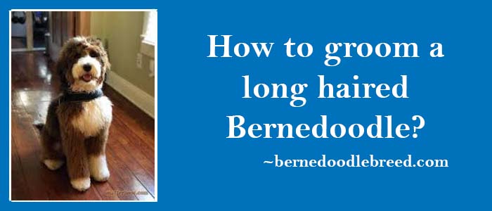 How to groom long haired Bernedoodle