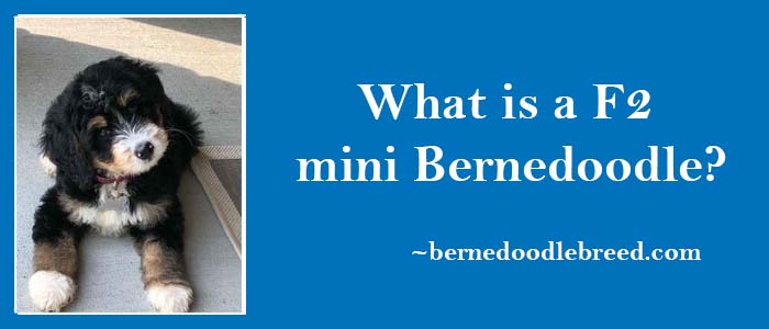 What is a F2 Mini Bernedoodle? Complete detail about F2 Mini Generation