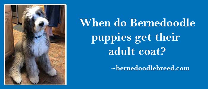 When do Bernedoodle puppies get their adult coat? A double layer coat of fur