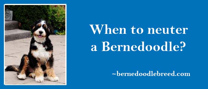 When to neuter a Bernedoodle