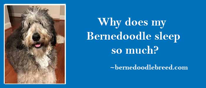 Why does my Bernedoodle sleep so much? Dog’s Sleep Problem