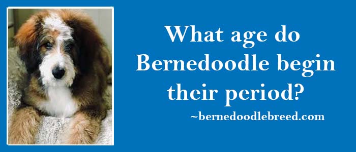 What age do Bernedoodle begin their period? Also known as the Estrus Cycle