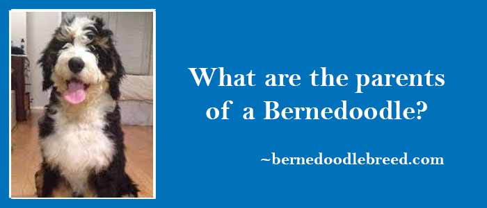 what are the parents of a Bernedoodle