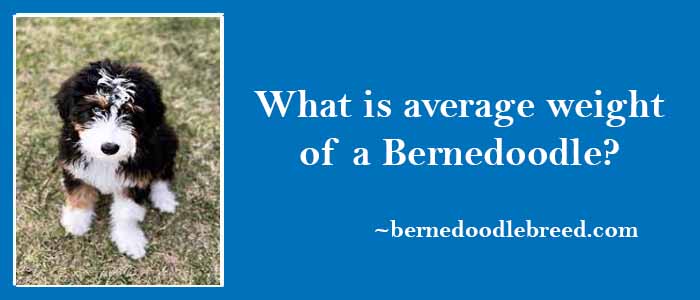 What is average weight of a Bernedoodle? Big difference in the weight due to different sizes