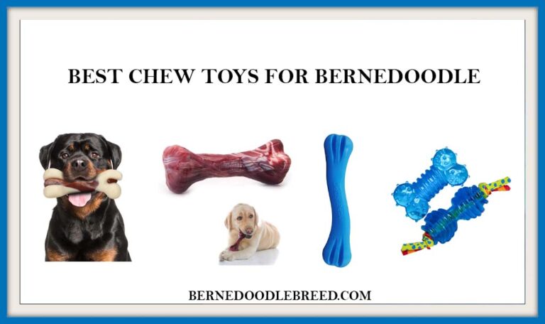 The 6 Best Chew Toys for Bernedoodle Dog? Expert Reviews & Buyer’s Guide
