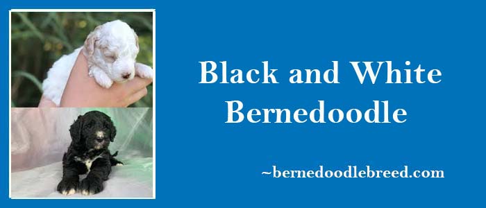 Black and White Bernedoodle coat, size, temperament, exercising, health, lifespan & More