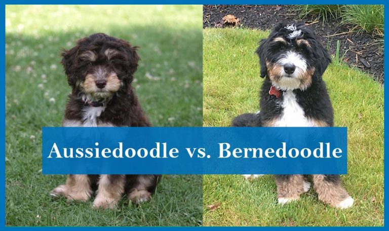 Aussiedoodle vs Bernedoodle – Breed Comparison