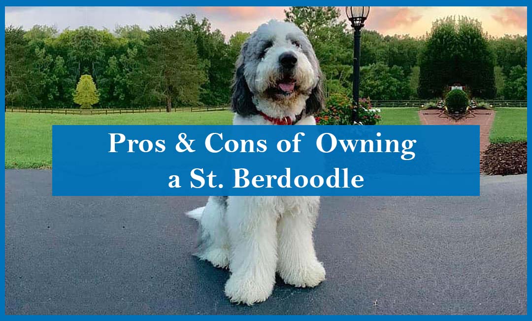 Pros and cons of owning St. berdoodle