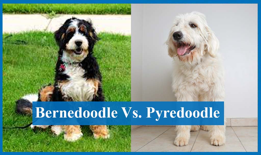 Bernedoodle vs Pyredoodle