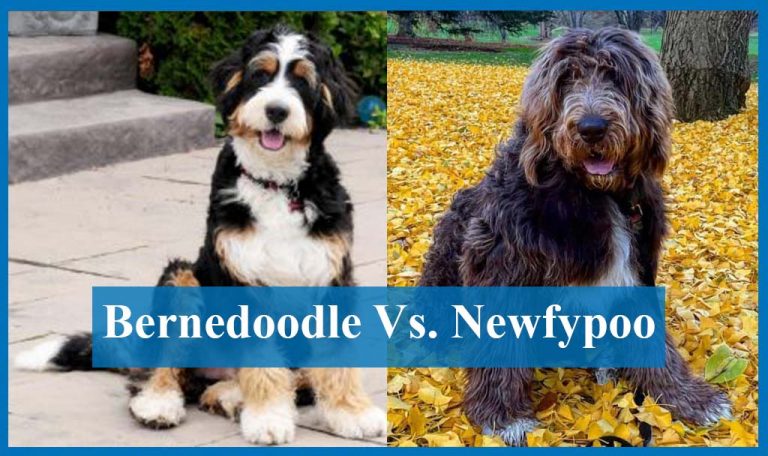 Bernedoodle vs. Newfypoo | Differences And Similarities By Bernedoodlebreed