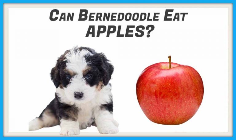 Can Bernedoodle Eat Apples?
