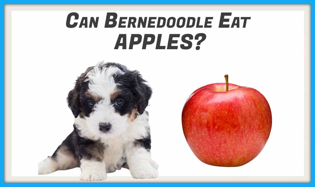Can Bernedoodle Eat APPLES