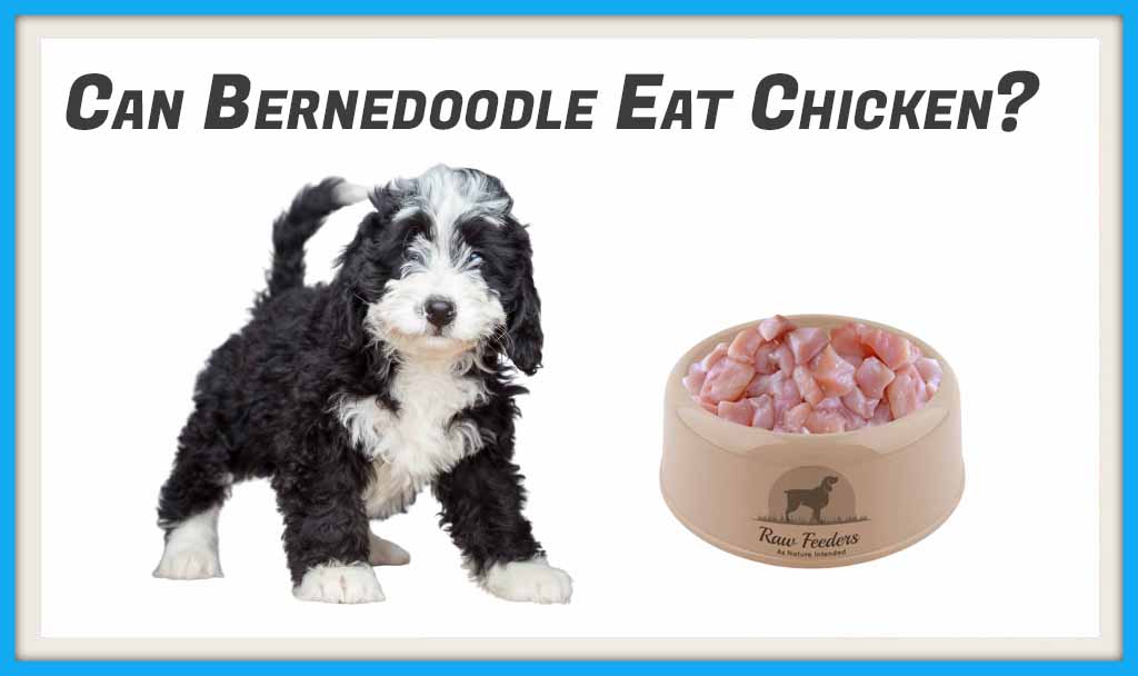Can Bernedoodle Eat Chicken