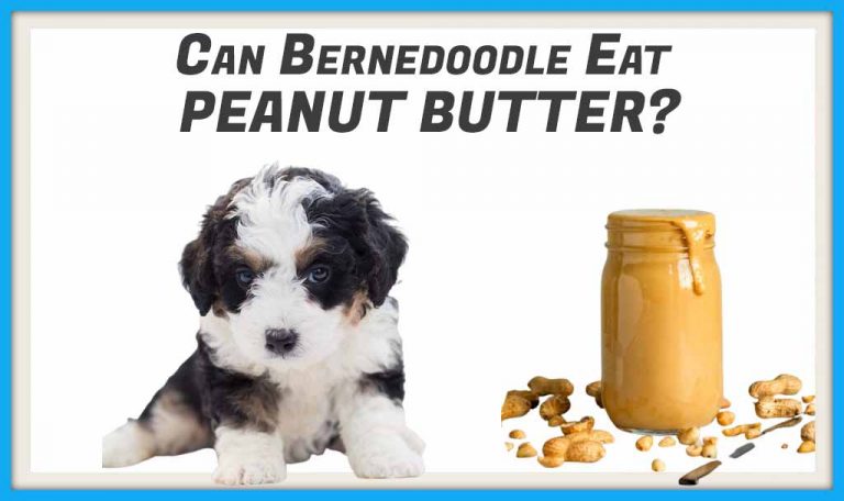 Can Bernedoodles Eat Peanut Butter?