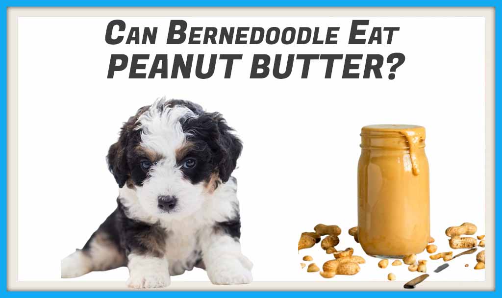 Can Bernedoodle Eat Peanut Butter