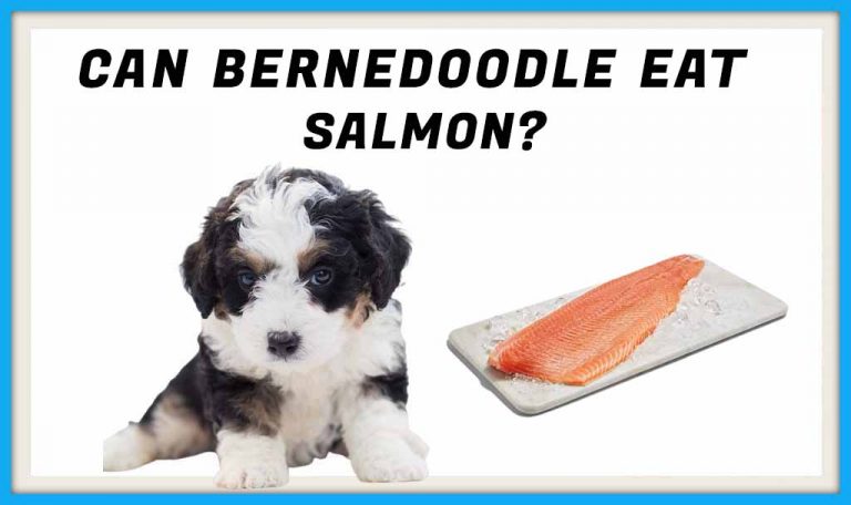 Can Bernedoodle Eat Salmon?