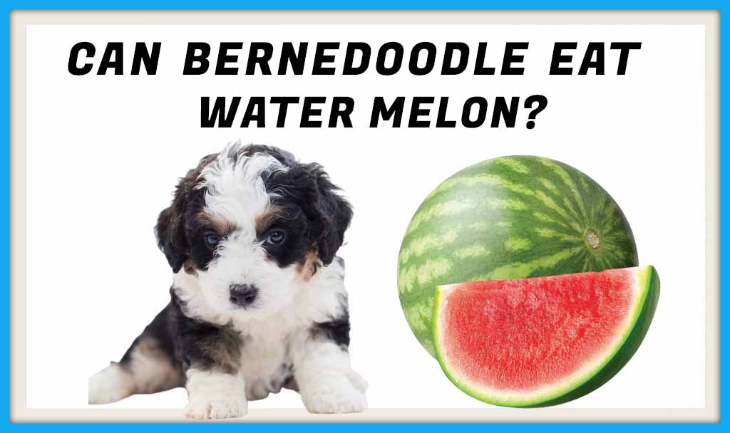 Can Bernedoodle Eat WATER MELON