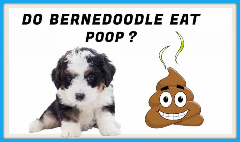 Do Bernedoodles Eat Poop?