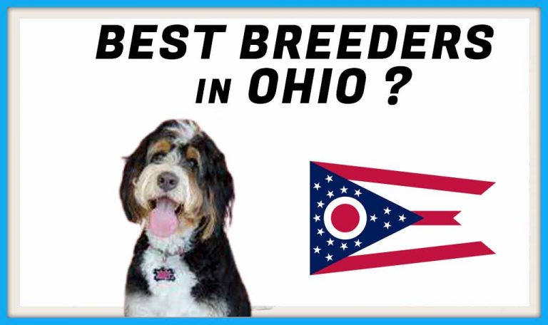 The 8 Best Bernedoodle Breeders in Ohio 2022