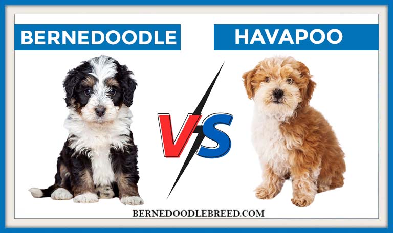 Bernedoodle Vs. Havapoo Comparison – Which One Is Right For You?