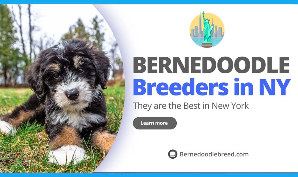 Bernedoodle Breeders in NY