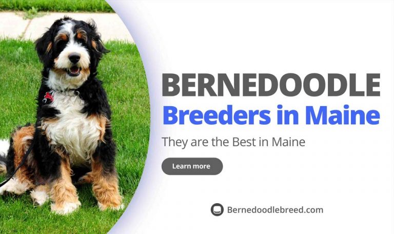 The Best Bernedoodle Breeders in Maine 2022