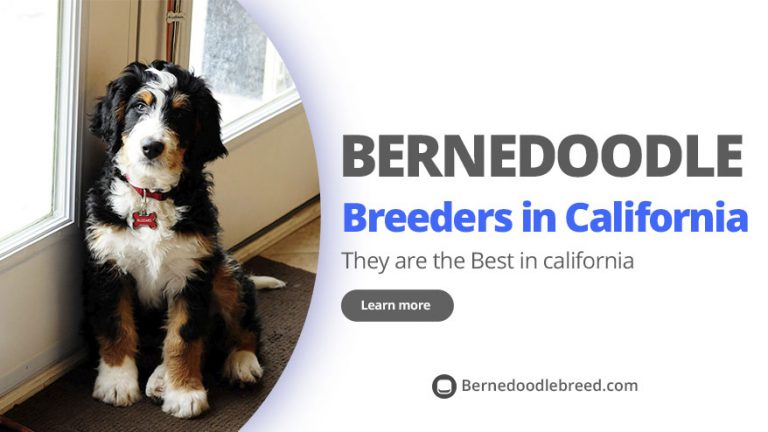 The 7 Best Bernedoodle Breeders in California 2022