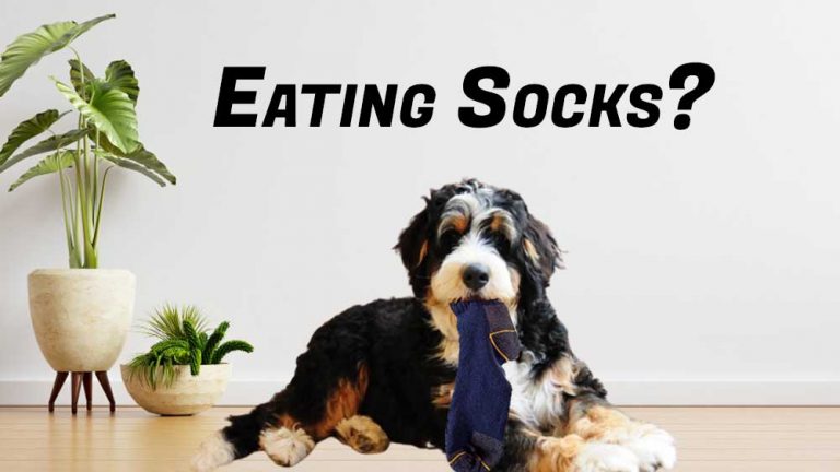 Why do Bernedoodles Eat Socks? What Can i Do about it?