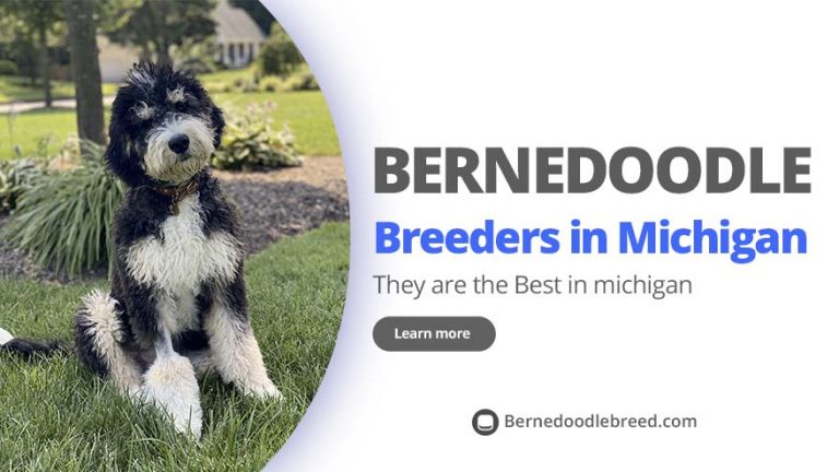 Best Bernedoodle Breeders in Michigan – Top 6 Picks (2022)