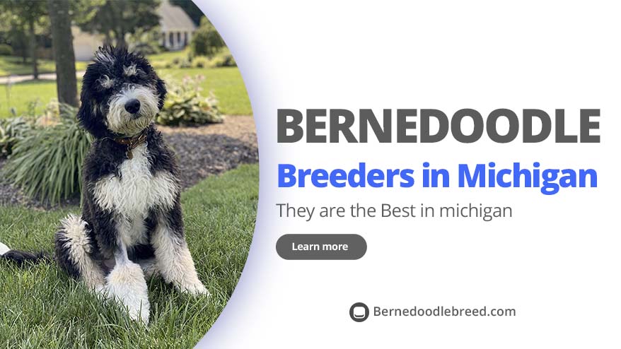 Best Bernedoodle Breeders in Michigan