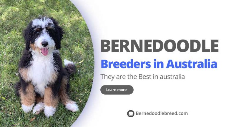 The Best Bernedoodle Breeders in Australia for the Year 2022