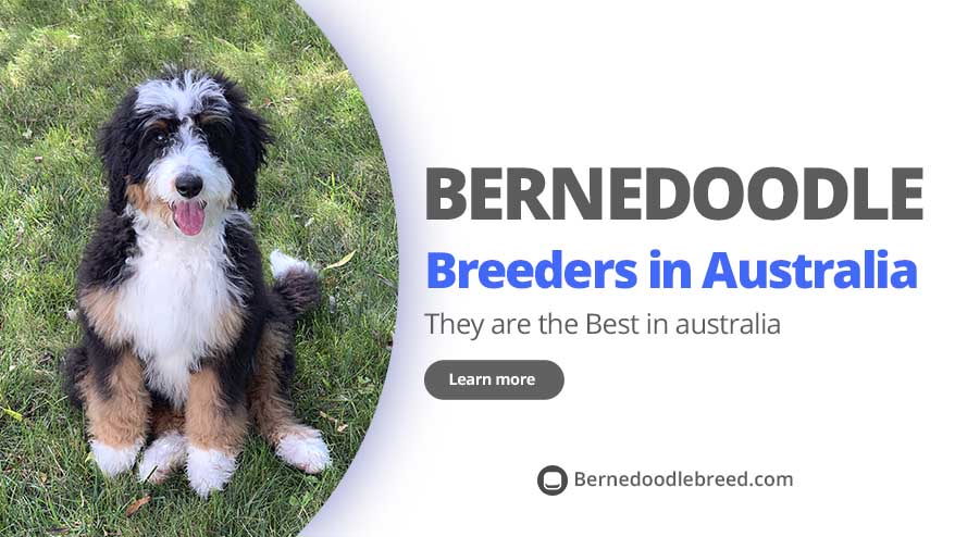 Best Bernedoodle Breeders in Australia