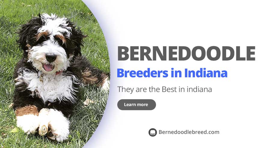 Best Bernedoodle Breeders in Indiana