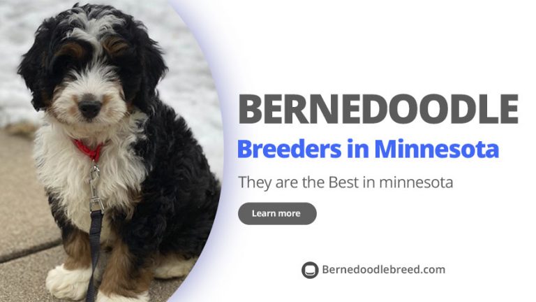 Best Bernedoodle Breeders in Minnesota – Top 7 Picks! (2022)