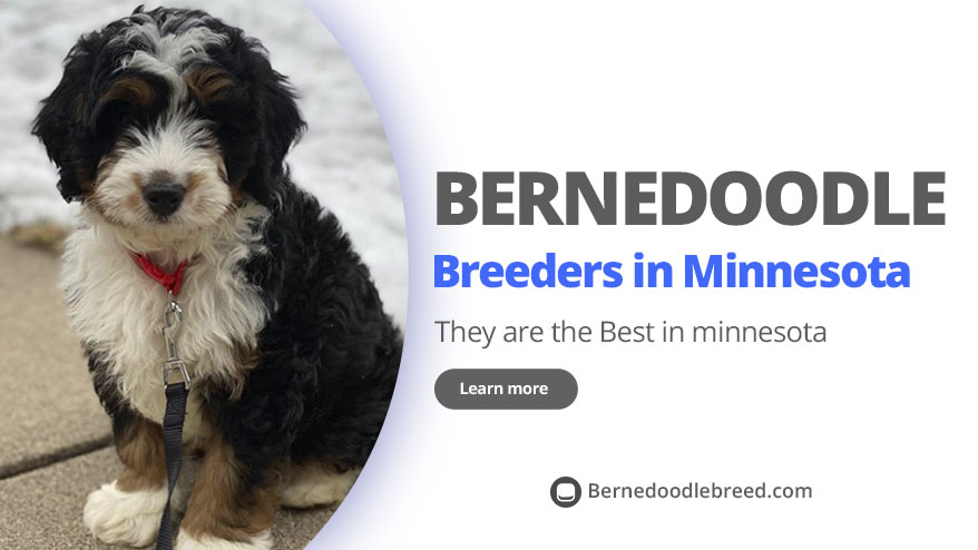 Best Bernedoodle Breeders in Minnesota