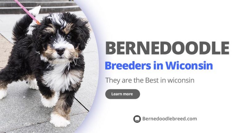 Best Bernedoodle Breeders in Wisconsin Top 6 Pick! (2022)