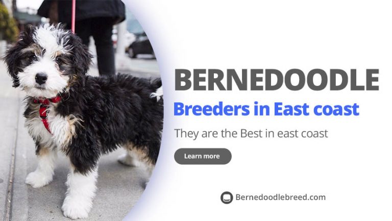 Best Bernedoodle Breeders on East Coast – Top 6 Pick! (2022)