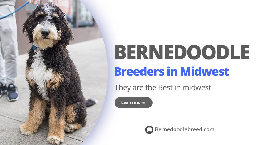 Best Bernedoodle Breeders in Midwest